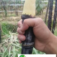 廣東清遠市黑皮甘蔗種植農戶