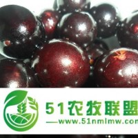 新西蘭水果進口報關(guān)代理大連港水果進口清關(guān)代理