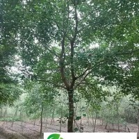 供應(yīng)**烏桕8公分10公分12公分15公分18公分烏桕較新價格