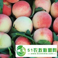 新泰市蜜桃樹苗_蜜桃批發(fā)_蜜桃供應(yīng)_新泰市果園_桃園