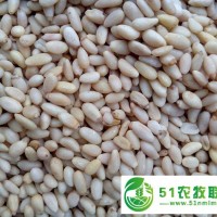 宏鴻集團(tuán)--深圳農(nóng)產(chǎn)品-松仁