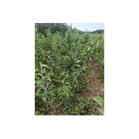 鈣果苗產(chǎn)地+鈣果苗價(jià)格+鈣果苗信息采購(gòu)/鈣果苗圖片