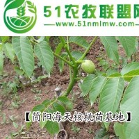 供應(yīng)核桃苗_溫185|**核桃苗，薄殼核桃苗品種