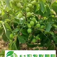 供應(yīng)**核桃苗、山西核桃苗、核桃苗種植技術(shù)