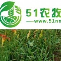 供甘肅花苗和蘭州花卉苗廠家