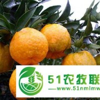屏山農(nóng)特產(chǎn) 四川宜賓屏山椪柑批發(fā)零售 產(chǎn)地**