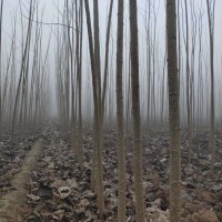 信陽(yáng) 楊樹(shù)苗基地