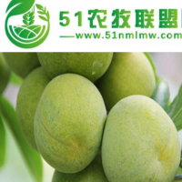 銅梁縣蜂糖李子苗 ，銅梁縣蜂糖李子苗的基地大小苗，銅梁縣蜂糖李苗價(jià)格