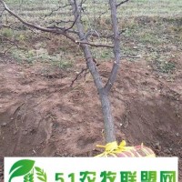 山西18公分棗樹(shù)基地 易管理 產(chǎn)地**