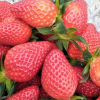 法蘭地草莓苗價(jià)格