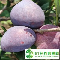 供應(yīng)抗寒牛奶果樹苗 黑龍江吉?jiǎng)倮钭用? onmouseover=