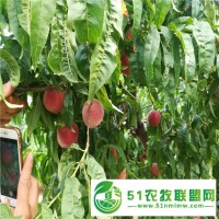 2年桃樹(shù)苗價(jià)格一棵,秋彤桃樹(shù)苗枝條修剪注意事項(xiàng)