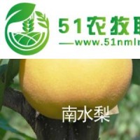 秋月梨苗，包金梨苗，油桃苗，甜柿苗，石榴苗，山楂苗，維納斯黃金蘋果苗