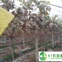 康之綠 有機(jī)葡萄苗出售 夏黑紅提金手指維多利亞等多種品種