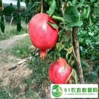 各個(gè)季節(jié)石榴樹(shù)苗的生長(zhǎng)狀態(tài)和護(hù)理