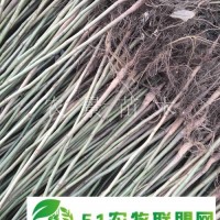 有核桃實(shí)生苗