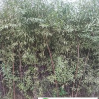 欒城山桃苗｜一年生山桃苗｜兩年生山桃樹苗｜欒城北華山桃苗｜石家莊山桃苗｜**山桃苗銷售|大批量山桃苗**