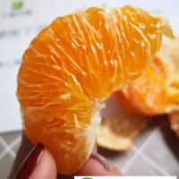 浙江甘平柑橘苗晚熟柑橘_千思農林1年生苗均高55公分_苗木健壯