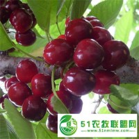 美早車?yán)遄用?美早果樹(shù)苗
