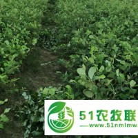 南寧大量供應(yīng)黑攬苗，烏欖苗