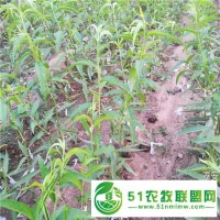 桃樹(shù)苗批發(fā)價(jià)格 桃樹(shù)種子采摘的技巧