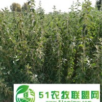 甘肅梭梭苗 一年生梭梭樹苗 瑣瑣基地 種植甜肉蓯蓉*苗