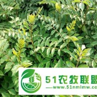 一年期花椒樹(shù)苗木的種栽技術(shù)