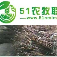 小棗樹苗基地供應商