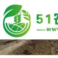 供大金星山楂苗大五棱山楂苗1-6-15公分農(nóng)戶**