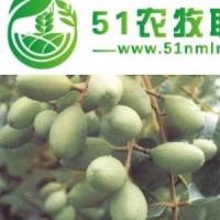 供應黃欖苗 黑欖苗 橄欖苗 烏欖苗 烏欖核 黑欖核 黃欖核 橄欖核 橄欖種子
