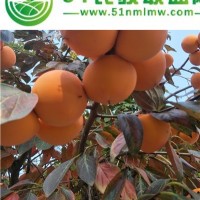 批發(fā)甜柿子樹(shù)苗3年苗嫁接苗 南方北方種植庭院植物果樹(shù)苗