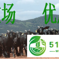 散養(yǎng)波爾山羊努比亞黑山羊哪里有賣嗎