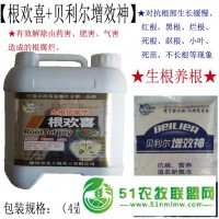 草莓蔬菜瓜果根部病害*藥根歡喜**草莓根腐病黃枯萎病