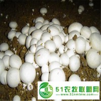 聚福隆廠家**農(nóng)業(yè)級(jí)硫酸鈣菌類養(yǎng)殖*石膏粉