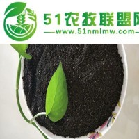 高溫發(fā)酵羊糞肥