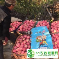 顆粒水溶肥巧棵力蘋果用肥