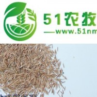 改良果園土壤、鼠茅草種子—