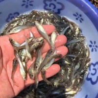 鮰魚苗，江團魚苗，斑點叉尾魚苗