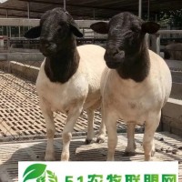 供應(yīng)梁山杜寒雜交初孕母羊出欄成年純種杜泊羊公羊