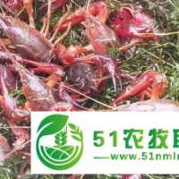提供潢川小龍蝦產(chǎn)業(yè)園交易場(chǎng)地招商免租金