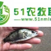 湖南桂花魚苗養(yǎng)殖基地，桂花魚苗批發(fā)