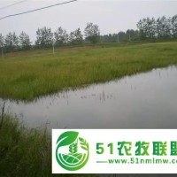 綿陽龍蝦苗出售
