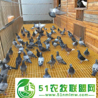 河北聯實 玻璃鋼漏糞板 養(yǎng)殖格柵 ****供應