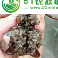 上饒小龍蝦種苗批發(fā)上饒有小龍蝦苗賣上饒龍蝦苗養(yǎng)殖基地上饒小龍蝦種苗價(jià)格