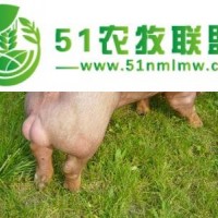 沈陽丹系種豬養(yǎng)殖，沈陽丹系種豬供應(yīng)