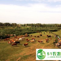 出售內蒙古肉牛種牛各種品種 牛場位于河北省承德手棋盤山,可**買牛 歡迎您的咨詢