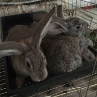 奇草薈教你怎樣無傷捕捉野兔