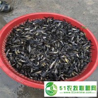 景德鎮(zhèn)黃丫頭苗養(yǎng)殖基地 黃骨魚 怎么提高存活率