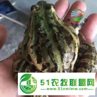 青蛙該怎么樣養(yǎng)殖？禾牧黑斑蛙來教你