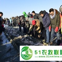 查干湖魚胖頭魚價格一斤，查干湖胖頭魚團購禮盒